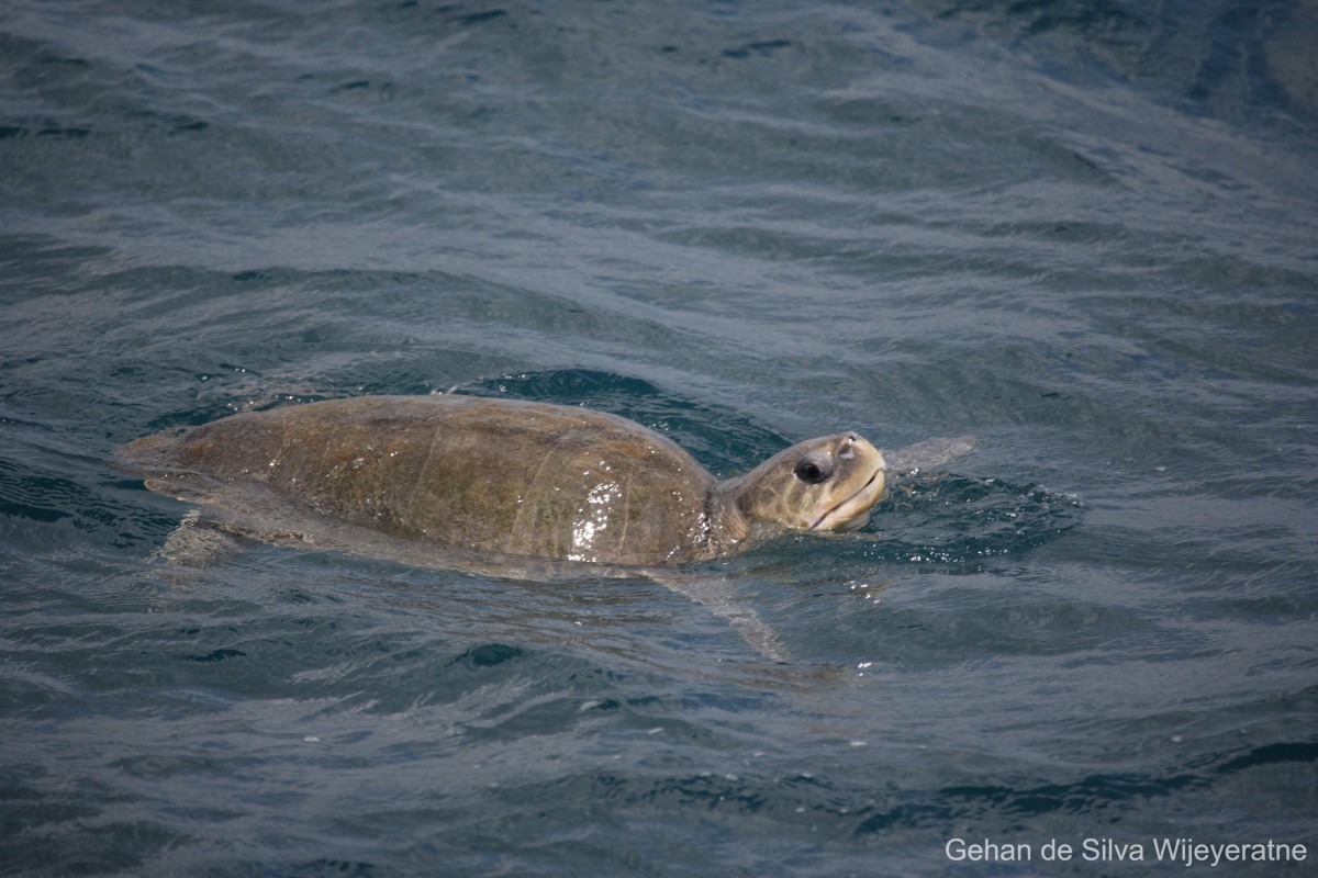 Caretta caretta Linnaeus, 1758